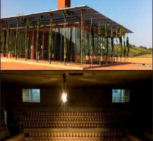 Piombino: Progetto vino ed archeologia